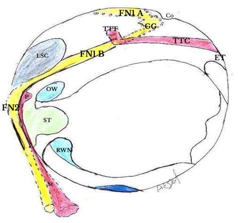 Diagram Right Ear Shows 3 Parts Of The Nerve Ttt Tensor Tympani