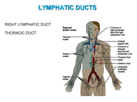 Clean Your Bodys Drains How To Detoxify Your Lymphatic System