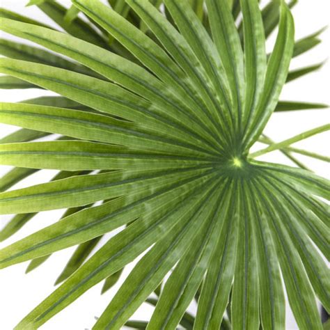 Artificial Fan Palm Potted Plant Real Touch 90cmh