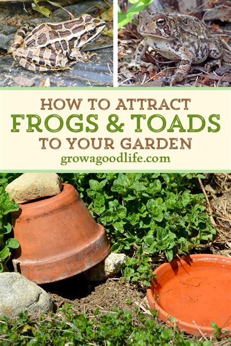 How To Attract Frogs And Toads To Your Garden
