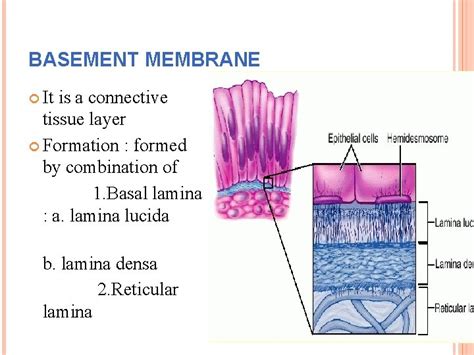 Epithelial Tissue Tissue A Collection Of Cells Together