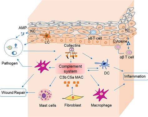 Frontiers A Plausible Role For Collectins In Skin Immune Homeostasis