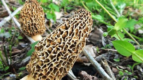 Morel Mushroom Hunting How To Find Morels Under Slippery Elm Trees