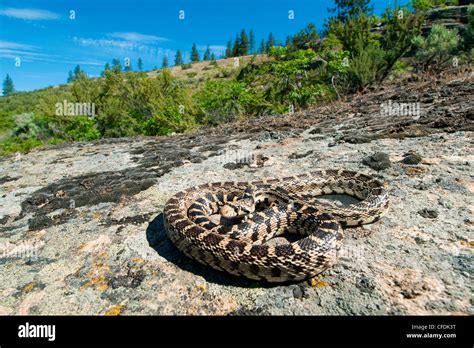 Gopher Snake Pituophis Catenifer Basking Okanagan Valley Southern