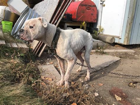 Severely Abused Dog Rescued From Remote Community Winnipeg