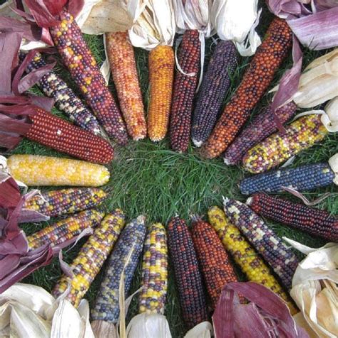 Red Husk Rainbow Indian Corn Seeds Untreated NonGMO Heirloom Etsy