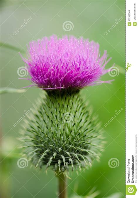 Wild Thistles In The Garden Stock Image Image Of Agriculture Botany
