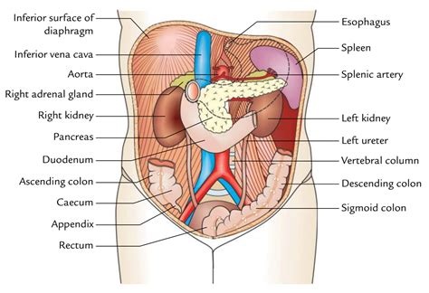 Related posts of abdominal anatomy organs in quadrants. Easy Notes On 【Abdominal Cavity】Learn in Just 3 Minutes ...