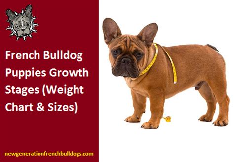 French Bulldog Puppies Growth Stages Weight Chart And Sizes
