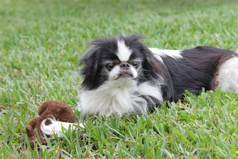 Heres The Japanese Chin Temperament Other Important