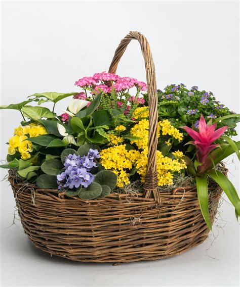 Plant Basket And Plant Delivery Philadelphia Pa Same Day Delivery
