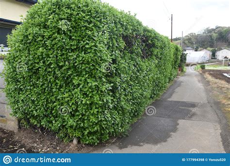 Best when positioned at back of. Japanese spindle tree stock photo. Image of japonica ...