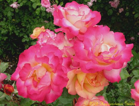 Plantfiles Pictures Floribunda Rose Rainbow Sorbet Rosa By Califsue