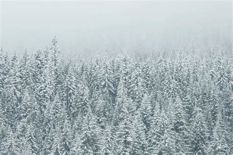Wallpaper Id 226203 Snow Covered Evergreen Forest On A Foggy Day