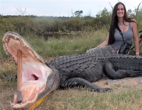 Record Sized 727 Pound Alligator Caught
