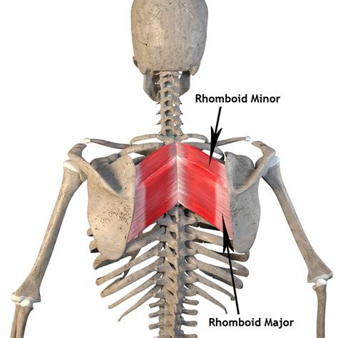 Rhomboid Major And Rhomboid Minor Origin Insertion Action The