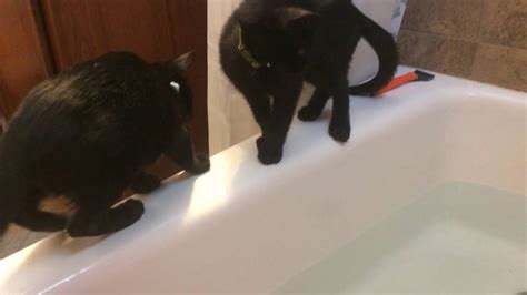 Kitten S First Splash Youtube