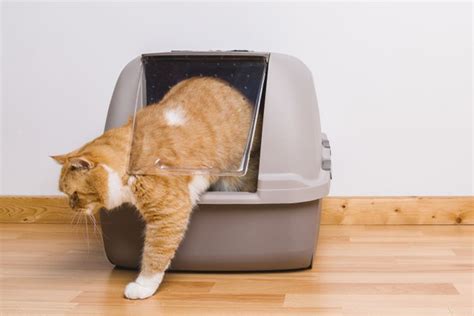 Foto Mengapa Kucing Buang Air Di Luar Kotak Pasir Penyebab Dan Solusinya