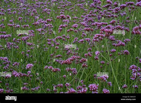Purpletop Vervain Verbena Bonariensis Flowers In Garden Cornwall