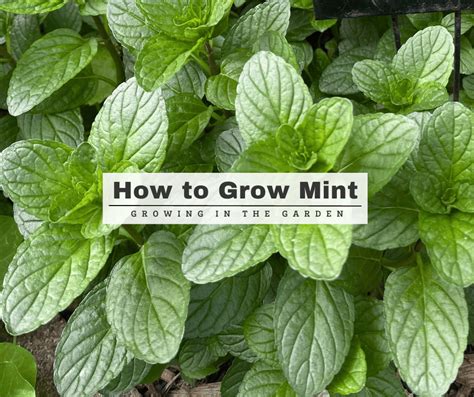 How To Grow Mint 5 Tips For Growing Mint Growing In The Garden