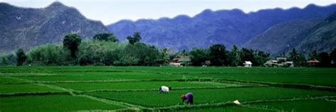 Small Farm Rice Production