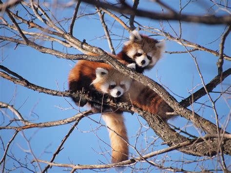 Free Images Branch Wildlife Zoo Mammal Fauna Red Panda