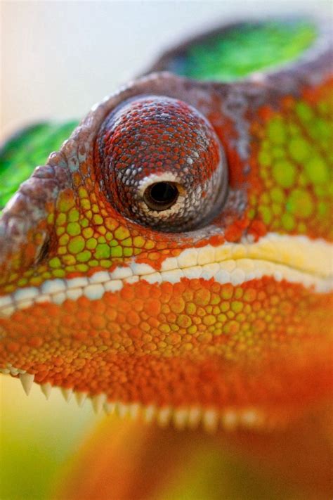 Download Wallpaper 800x1200 Chameleon Face Close Up Spotted Iphone
