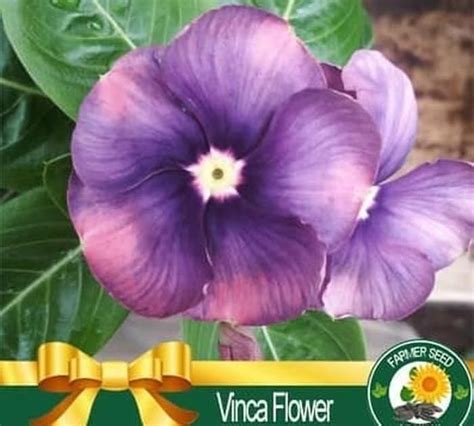 Tanaman hias vinca gantung impor holland bunga ungu titan: Taman Bunga Vinca : Jual Tanaman Hias Bunga VINCA warna ...