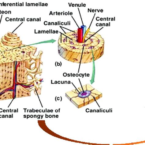 Pdf Phase Field Approaches Of Bone Remodeling Based On Tip