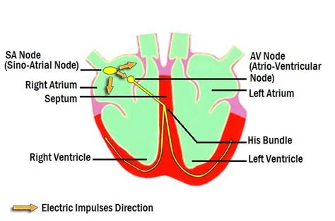Normal Electric Impulse Conduction In The Heart Download Scientific