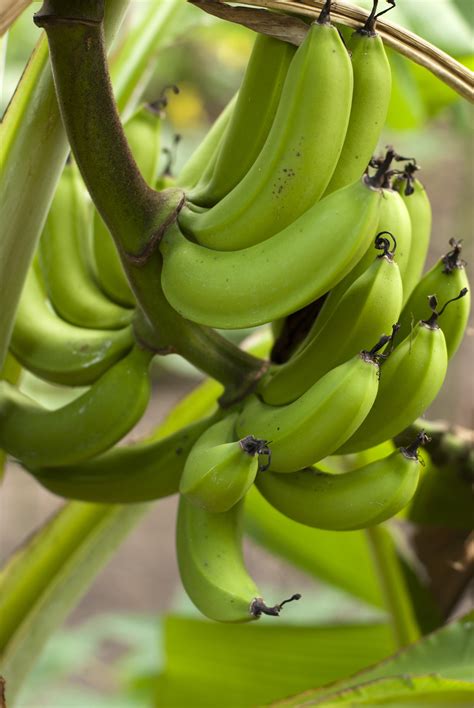 Free Stock Photo 6314 Cluster Of Fresh Bananas Freeimageslive