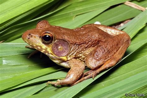 Bronze Frog Lithobates Clamitans Clamitans