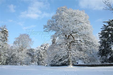 Albury Park Snow Scene Photo Wp22661