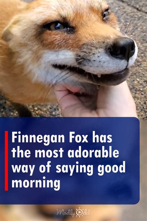 finnegan fox is taking the internet by storm with his adorable morning routine involving neck