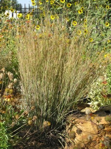 Shop perennial flower seeds and plants from the most trusted name in home gardening. Appropriate Grasses for the Texas Panhandle | High Plains ...