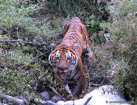 Tiger Friendly Tourism Little Bhutan