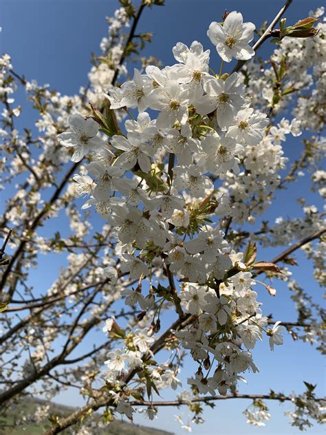 Wild Cherry Tree Prunus Avium In A Pot Cotswold Trees