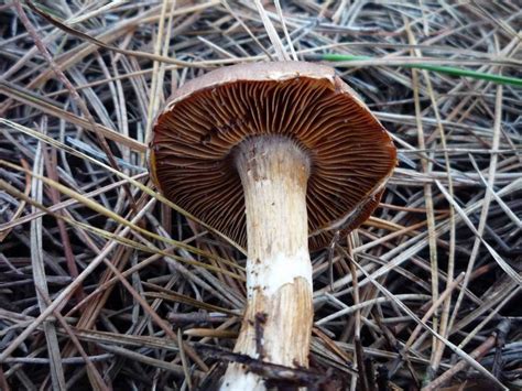 Gymnopilus Junonius And Others Pic Heavy Mushroom