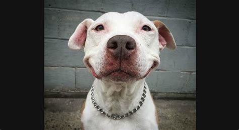 Pit Bull Can’t Stop Smiling After Being Rescued From The Streets [photos] True Activist