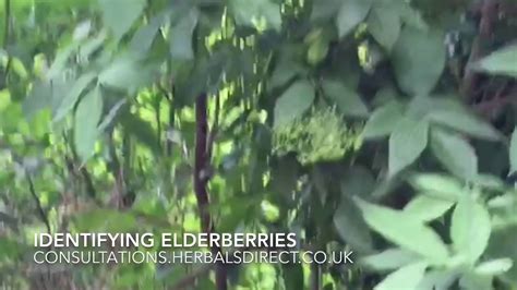 Identifying Elderberries Youtube