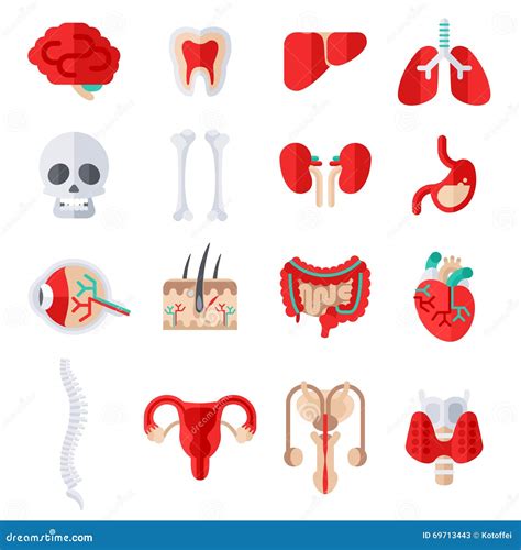 Iconos Planos Humanos De Los órganos Internos Fijados Ilustración Del