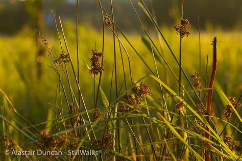 Marsh Grasses 2 Stillwalks