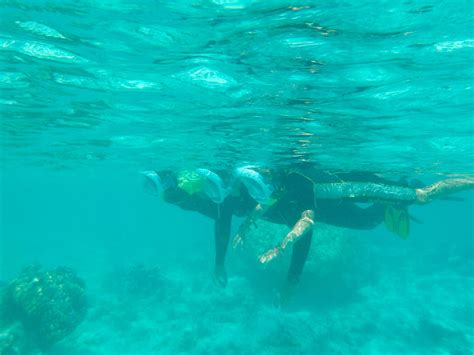 📷 Nos Plus Belles Plongées En Polynésie Française On Fait Quoi Demain