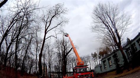 Tree Removal With A Bucket Truck Youtube