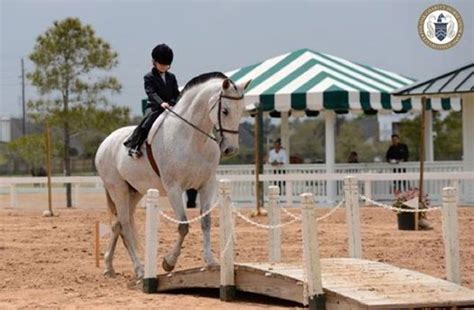 Working Equitation Working Equitation Obstacles Pinterest Horse