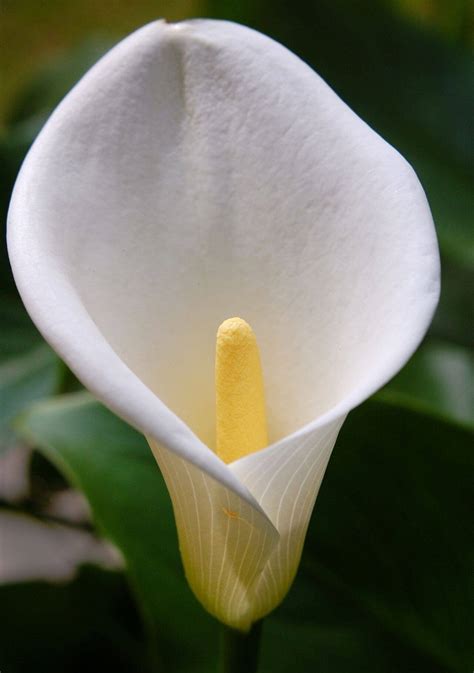 El Top 100 Imagen Tipos De Flores Blancas Y Sus Nombres Abzlocalmx