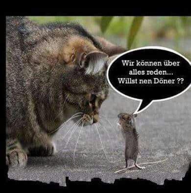 Gerne auch in richtung dumm pervers :d ich weiß nich bin grad auf sonem trip das ich mir ständig was sind sprüche/sachen die man nebenbei sagen kann die zweideutig sind? So ein tapferes Mäuschen, meine Maus | Katzen lustige ...