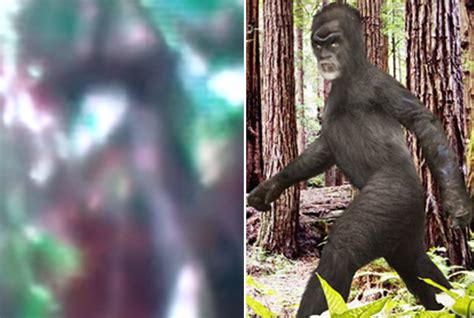 Hiker Claims To Have Found Bigfoot In Kentucky On Video Daily Star