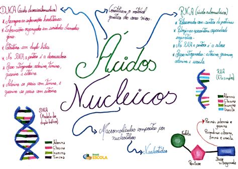 Acidos Nucleicos Mapa Mental Bioquímica I