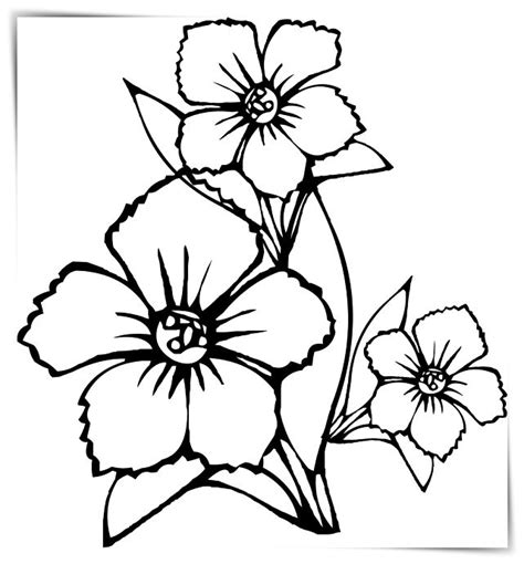 Dibujos Flores Hawaianas Para Pintar A4 🥇 Dibujo Imágenes